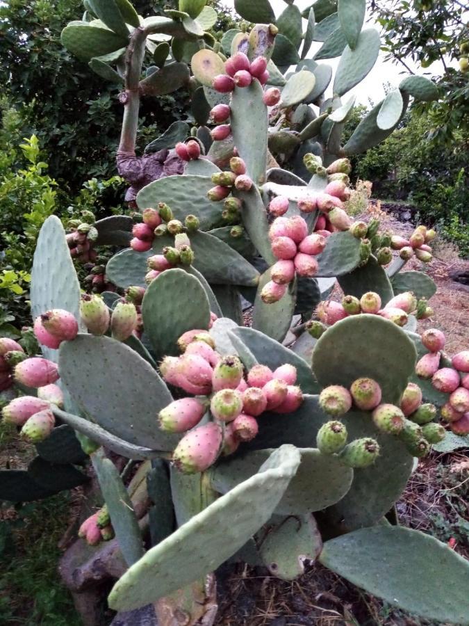 Il Limoneto Di Leo Villa Mascali Luaran gambar